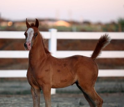 inga-rodancolt_3372.jpg