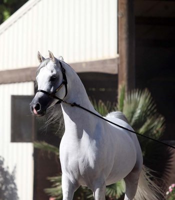 los-acres-jess-2871.jpg