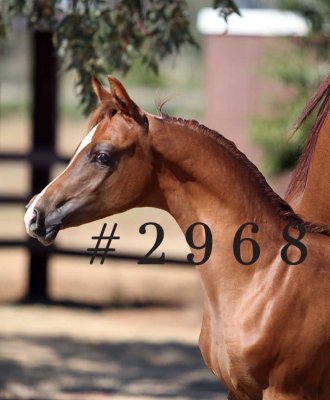 coleal_2968.jpg