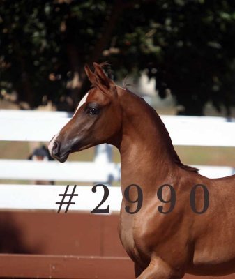 coleal_2990.jpg