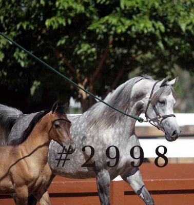 coleal_2998.jpg