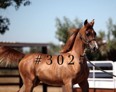 coleal_3025.jpg