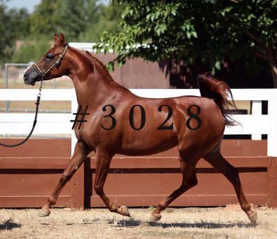 coleal_3028.jpg