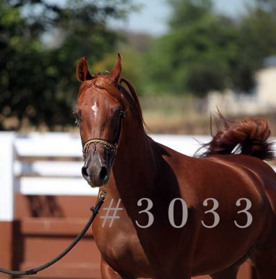 coleal_3033.jpg