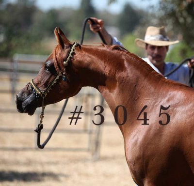 coleal_3045.jpg