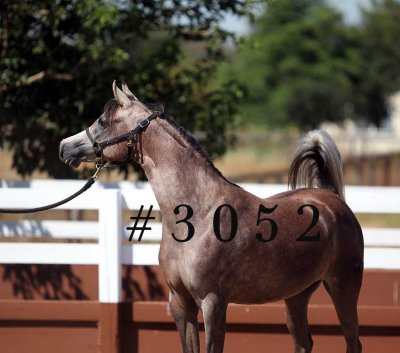 coleal_3052.jpg