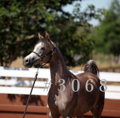 coleal_3068.jpg
