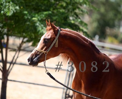 coleal_3082.jpg