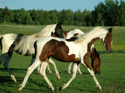 Mon Cher's Fame N' Fortune  6500.00