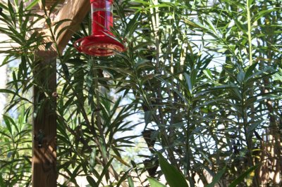 Can You Find The HummingBird