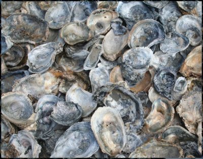oyster shells