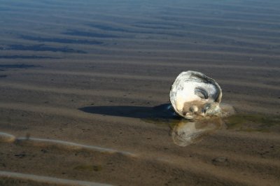 oyster