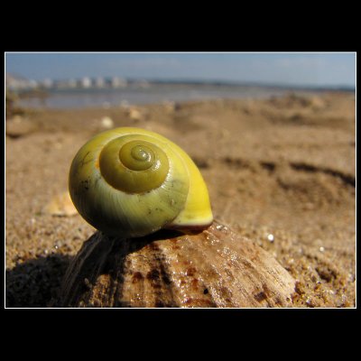 ...Shooting sea snails ...