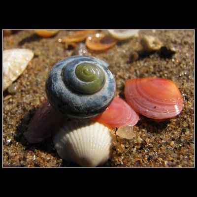 ...Blue sea snail with pink shells  ... lol