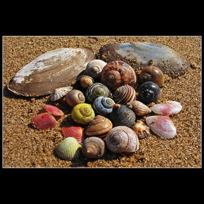 .... Sea shells collection ...