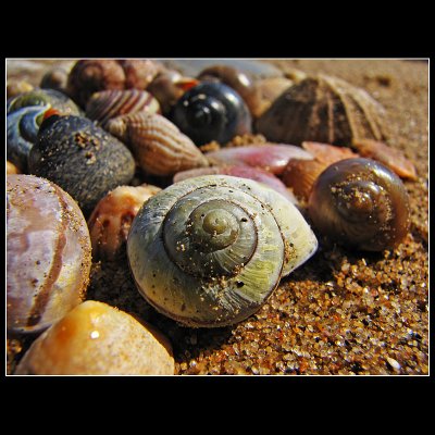 ... sea snails colors ...