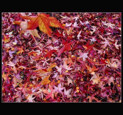 2003-11-16 ... Bed of leaves ...