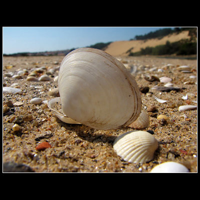 ... white shells ...