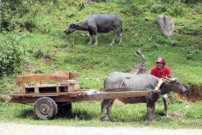 Buffalo in Mindoro