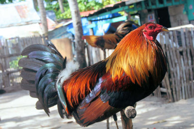 Cock fighting