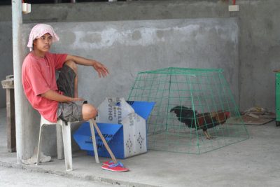 Cock fighting