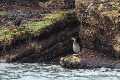 Puffins island