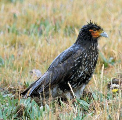 Caracara