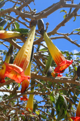 Datura Stramonium