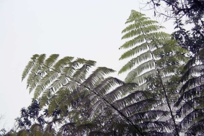 Ferns