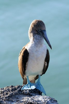 Blue-footed Sula