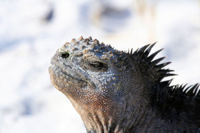 Wather Iguana