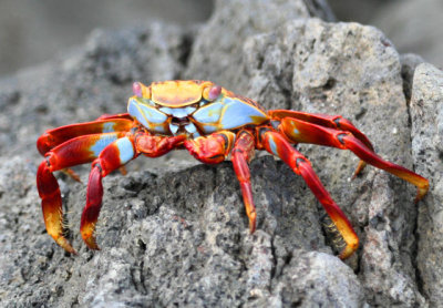 Crab