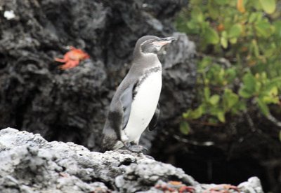 Penguin (Isabela island)