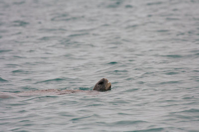 Wather tortoise (Isabela island)