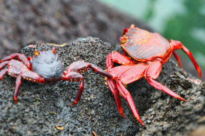 Crabs (Isabela island)