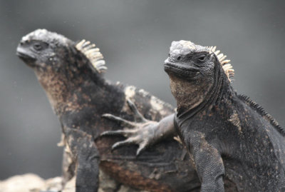 Galpagos y Andes (Ecuador)