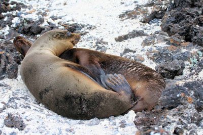 Lobo marino (Isabela island)