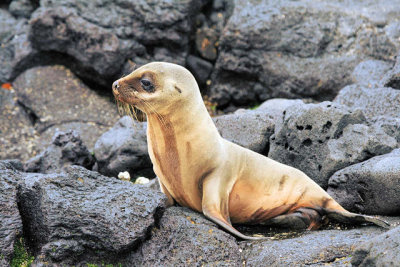 Lobo marino (Isabela island)