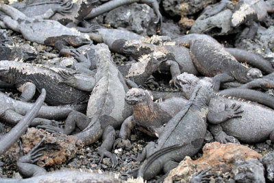 Wather Iguana (Isabela island)