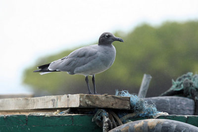 Ashes gull (Isabela island)