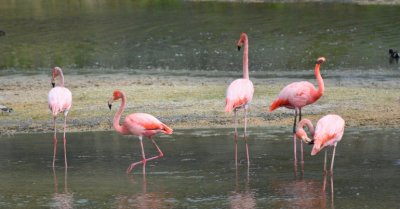 Flamingos (Isabela island)