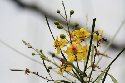 Yellow flowers