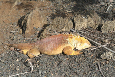 Earth iguana (Darwin centre)