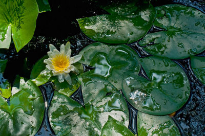 Lily Flower in Pond