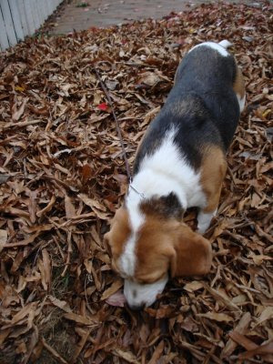 Sniffing the leaf pile