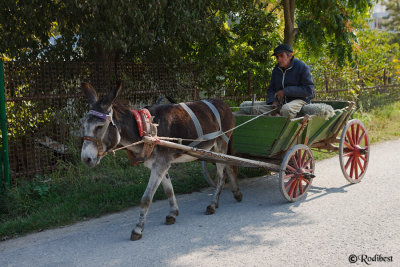 Varna, Bulgary 2008 , 