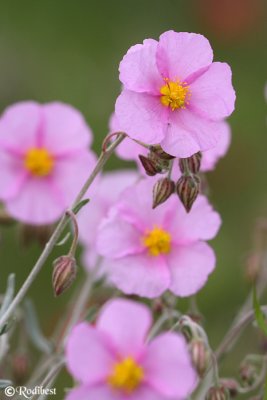 IMG_4415.JPG