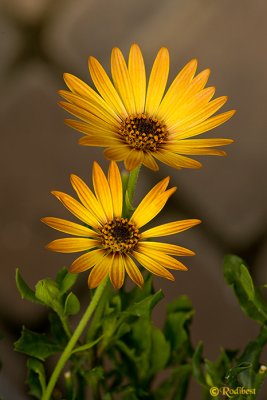 1DS88277.jpg