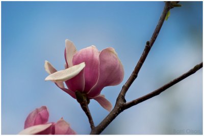 Magnolia #5
