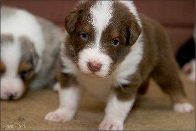 Radar - Australian Shepherd